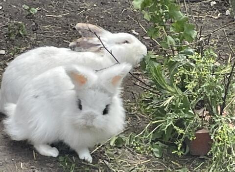 Hasen (auf Wunsch mit Stall)