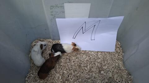Meerschweinchen vom Bauernhof