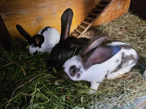 Deutsche Riesen Hasenbabys