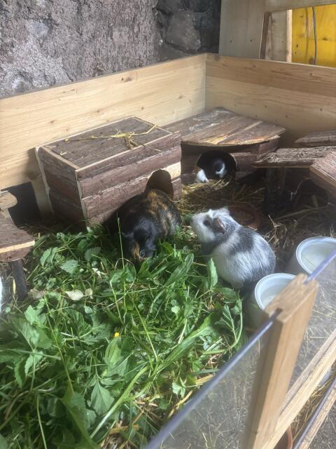 Meerschweinchen