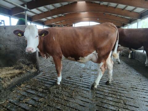 Kühe in Milch