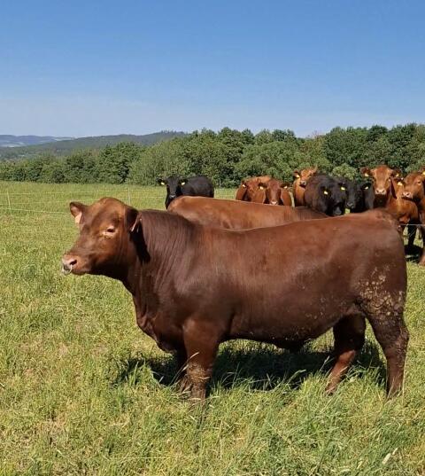 Aberdeen Angus