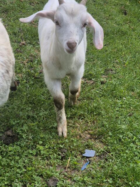 Ziegenbock