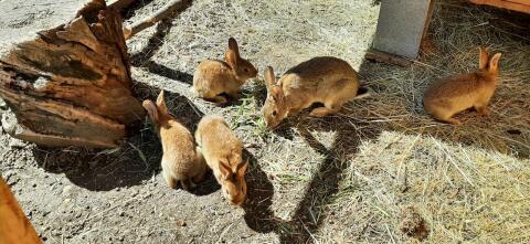 Deutscher Riesenscheck, Roter Neuseeländer Mix Kaninchen