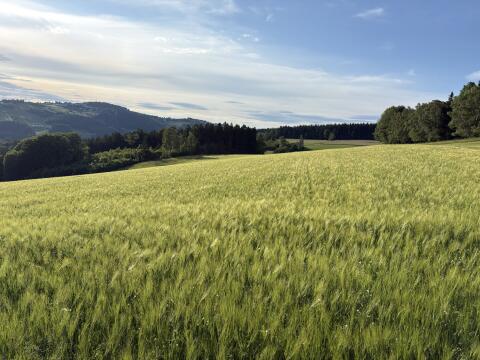 Bio-Gerste/Erbsen-Gemenge ab Feld