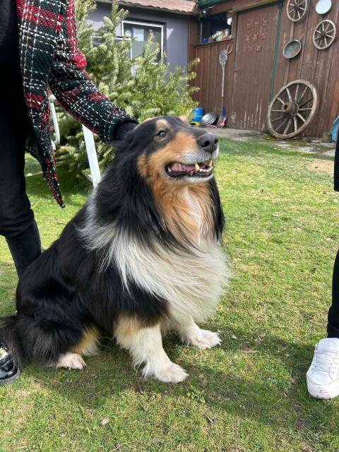 Langhaarcollie-Deckrüde