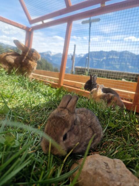 Hasen, Kaninchen