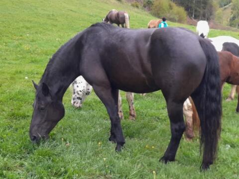 Noriker Rappstute Leila