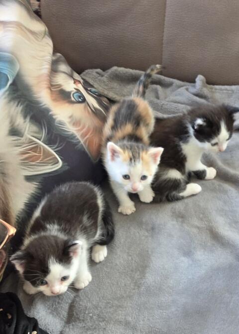 Katzen