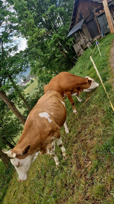 Bio Fleckviehkuh mit Horn in Milch mit 28 l