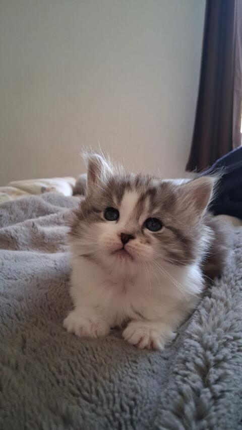 Katzenbabys