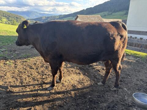 Wagyu-Kühe