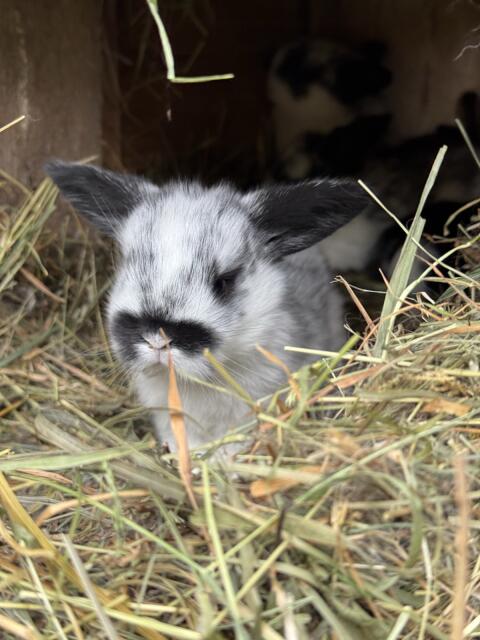 Mini-Lop-Babys suchen ihr Traumzuhause