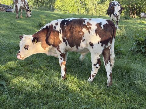 Normande Stierkalb