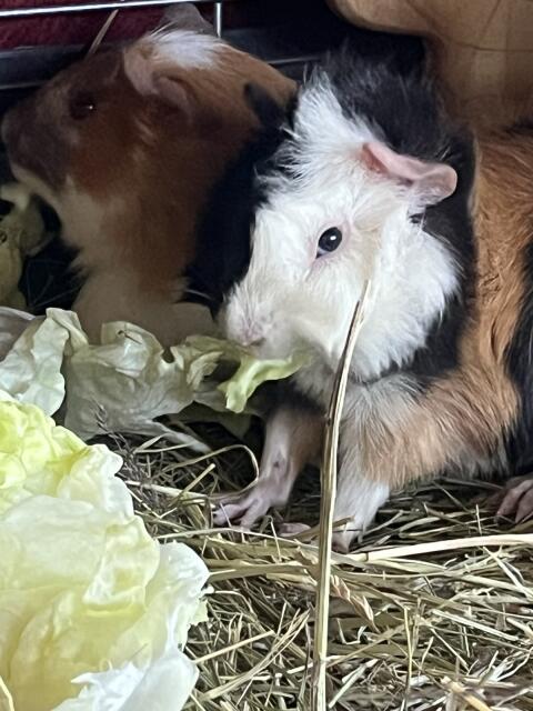 Meerschweinchen