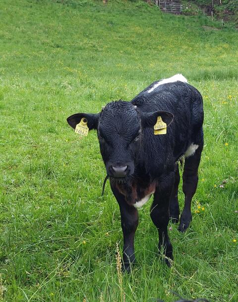 Pinzgauer Stierkalb