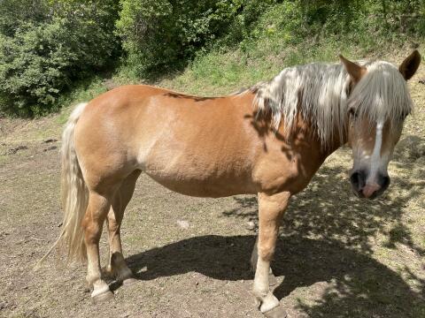 Haflinger und Pony