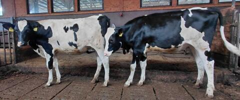 Holstein-Rinder