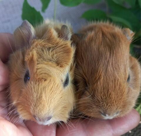 Meerschweinchen
