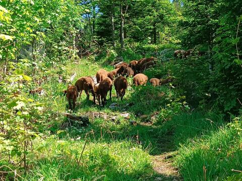 Verkaufe braune Bergschafherde