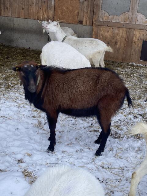 Gamsfarbiger Bio-Gebirgsziegenbock