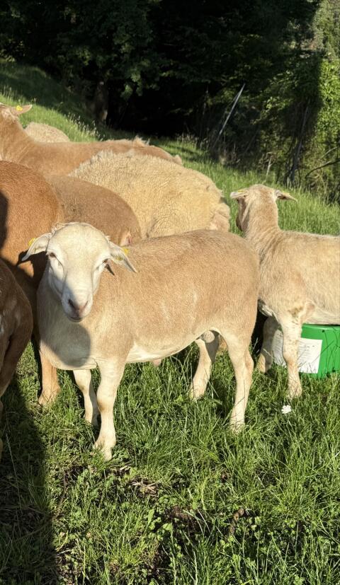 Junger Schafbock, BIO, Nolana x Braunes Haarschaf