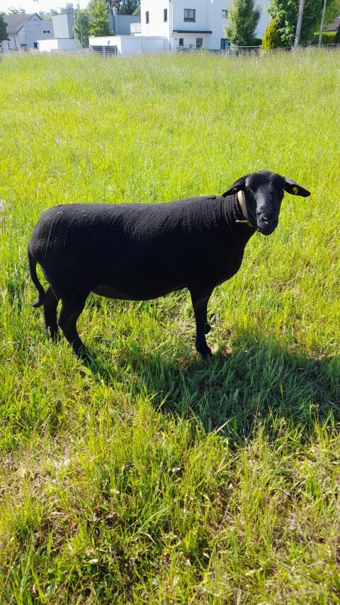 Jura-Schaf
