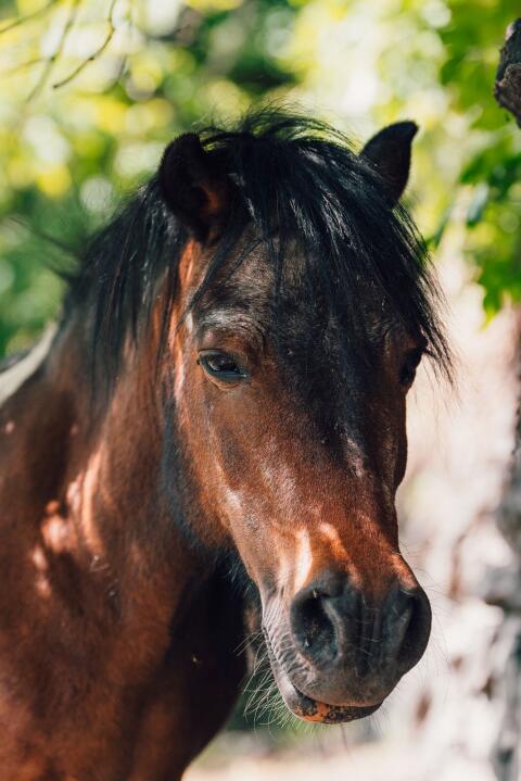 Ponystute