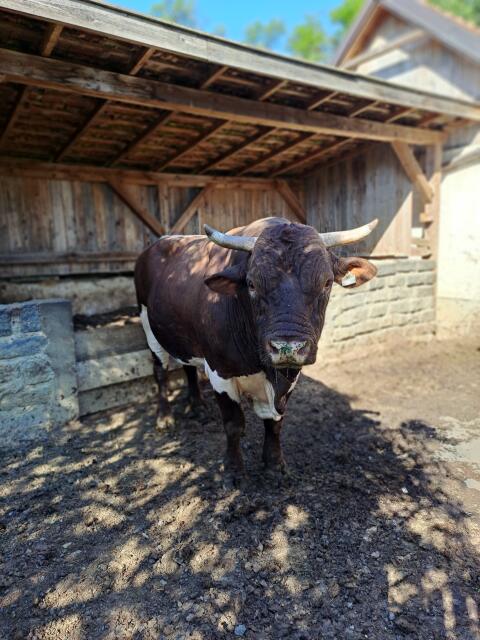 Pinzgauer Stier