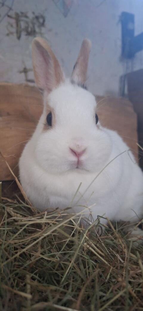 Zwergkaninchen