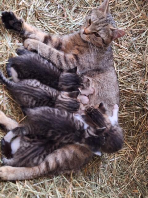 Babykatzen