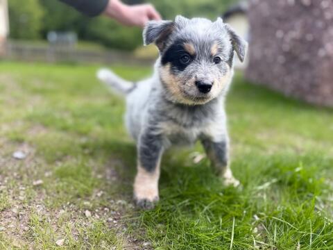 Australian Cattle Dog/Australian Shepherd Mix