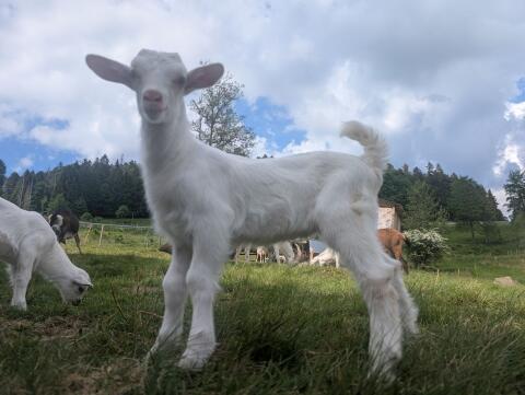 Saanen, WDE Ziegenbock