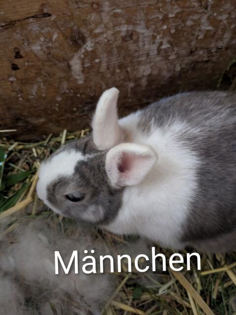 Zwergkaninchen zu verkaufen