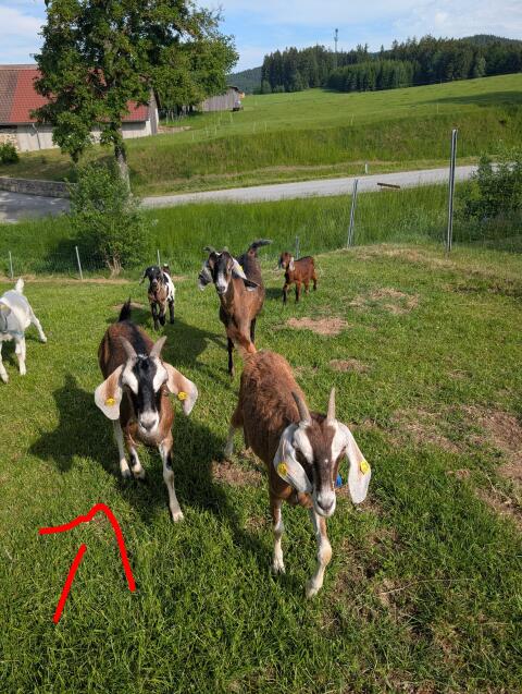 Ziege
