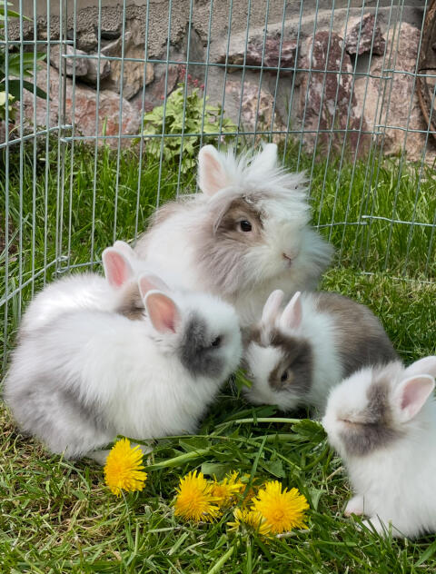 Teddyhase, Zwerghase, Teddy, Zwergkaninchen, Löwenkopf