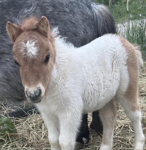 Minipony-Hengst-Fohlen