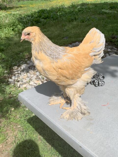 Brahma