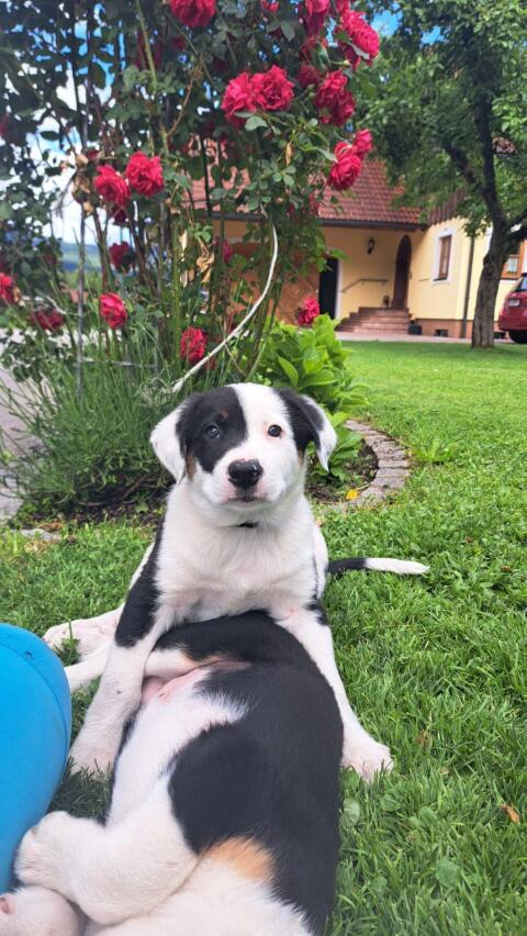 Border Collie, Appenzeller Welpen zu vergeben