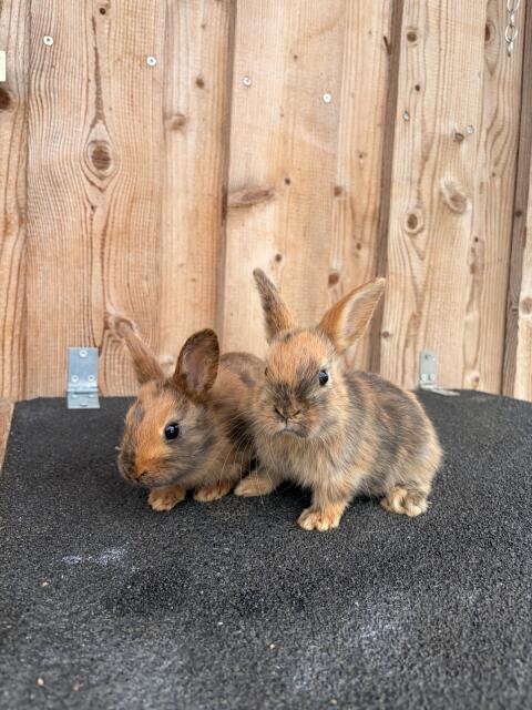 Zwergkaninchen