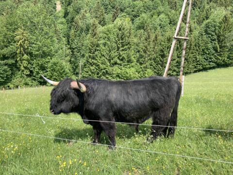 Handzahmer Hochlandrindstier, BIO