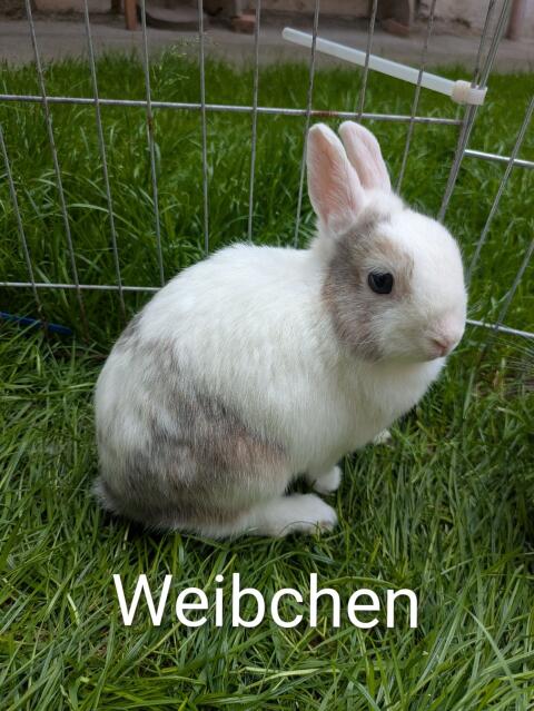 Farbige Zwerge zu verkaufen