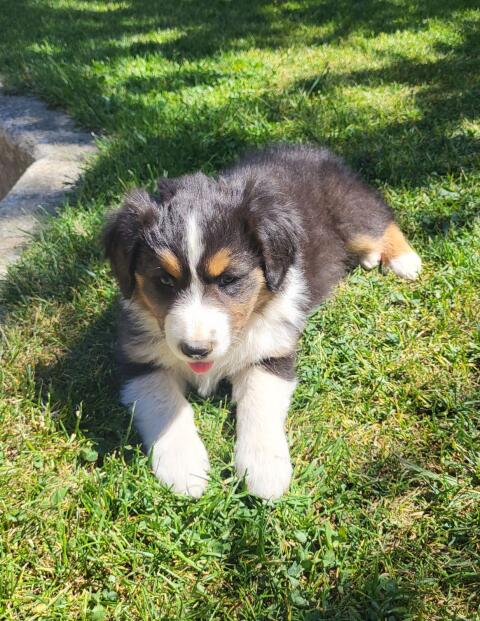 Australian Shepherd Welpe mit Ahnenpass