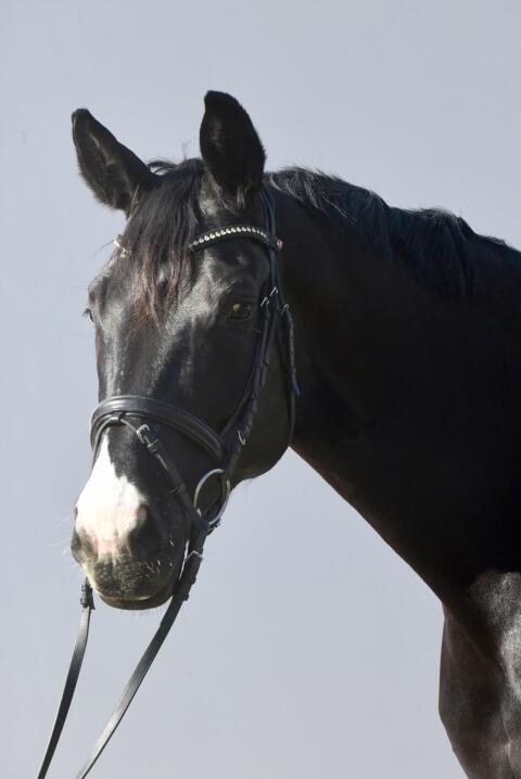 Fidelia, Warmblutstute