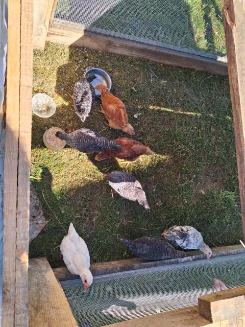 Huhn/Hahn