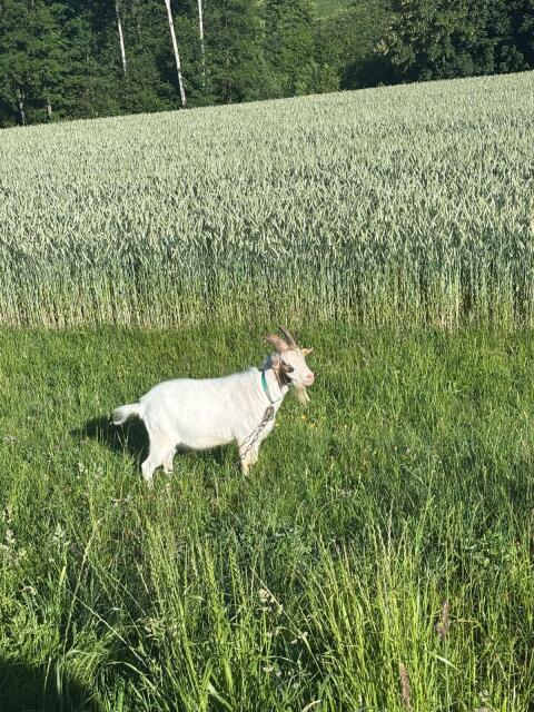 Ziegen