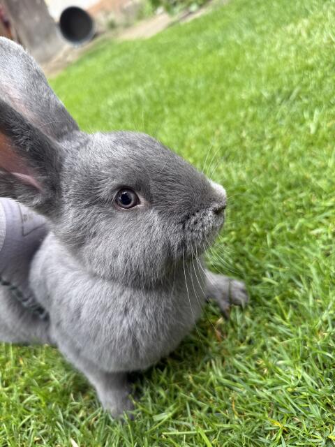 Blaue Wiener Hasen