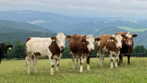 Verkaufe Bio-Mutterkühe und Kalbinnen, Rasse Fleckvieh