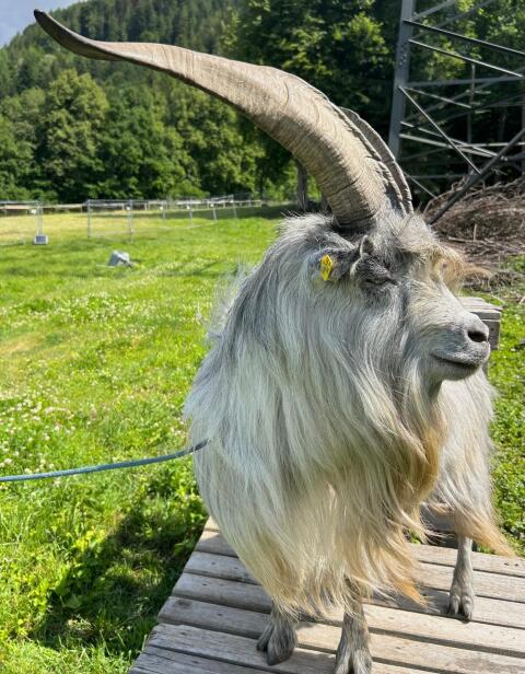 Blobe Bock D-Linie
