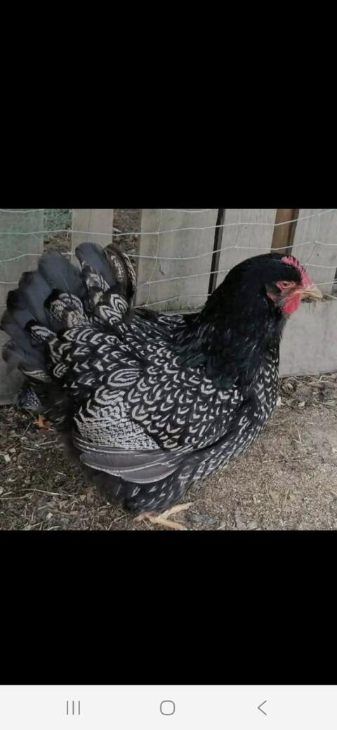 Barnevelder, Buntleger, Marans/Olive, Bruteier, Küken